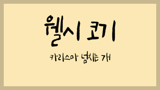  웰시 코기 : 카리스마 넘치는 개