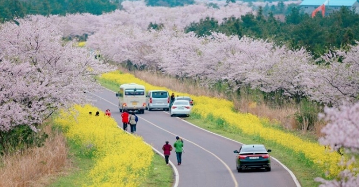 제주 벚꽃 명소