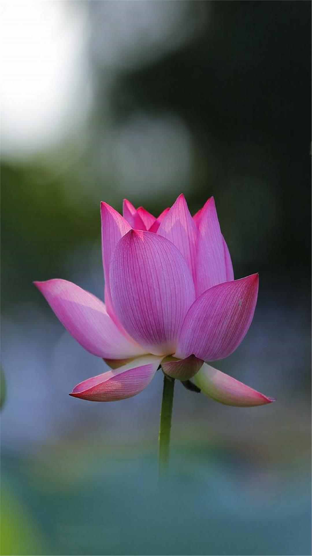 Lotus Flower iPhone Wallpaper