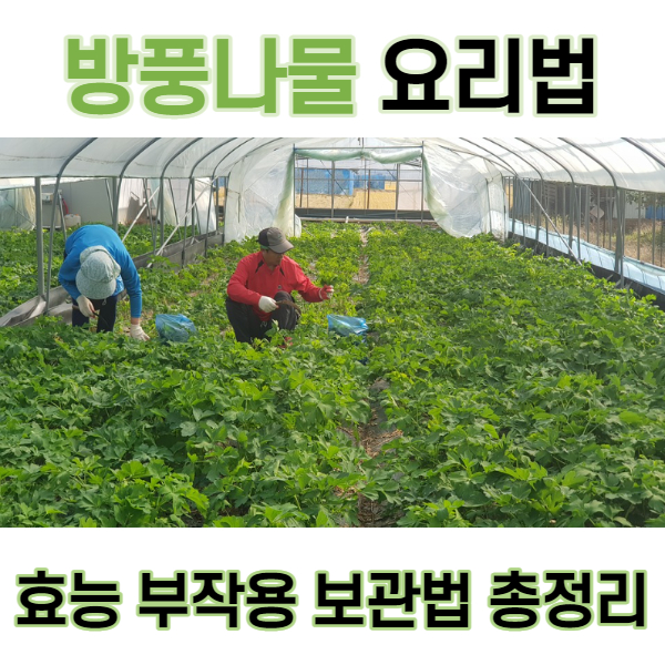  방풍나물 요리법 무침 장아찌 & 효능 부작용 보관법 총정리