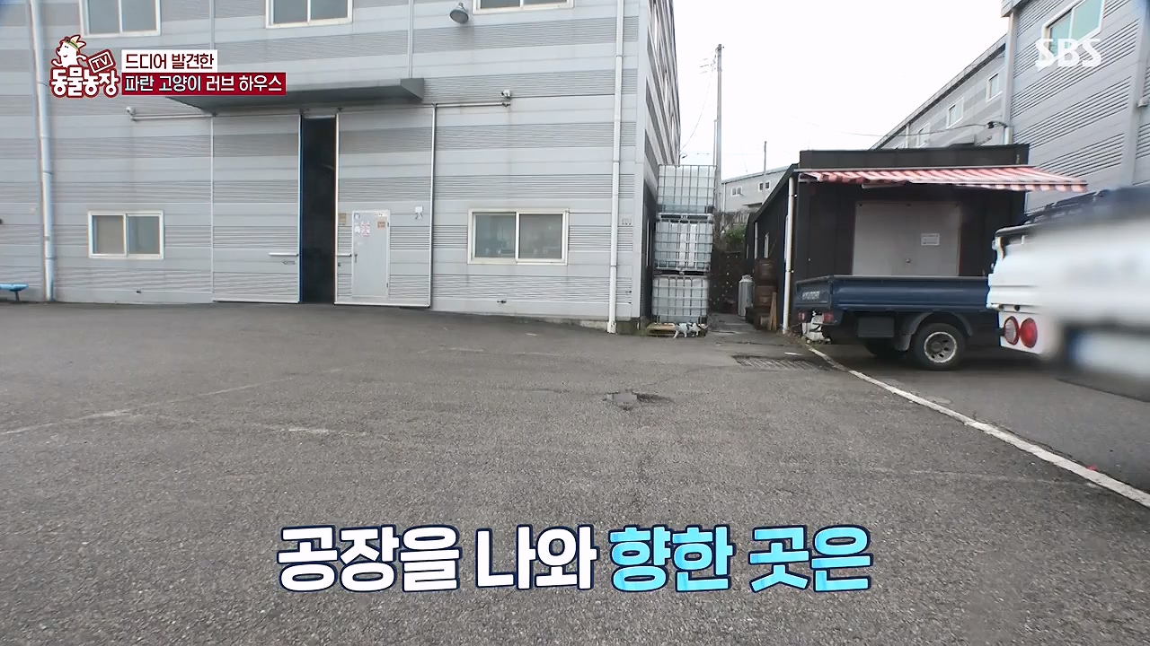 TV 동물농장.E1177.240624p-NEXT.mp4_20240623_163738.141.jpg