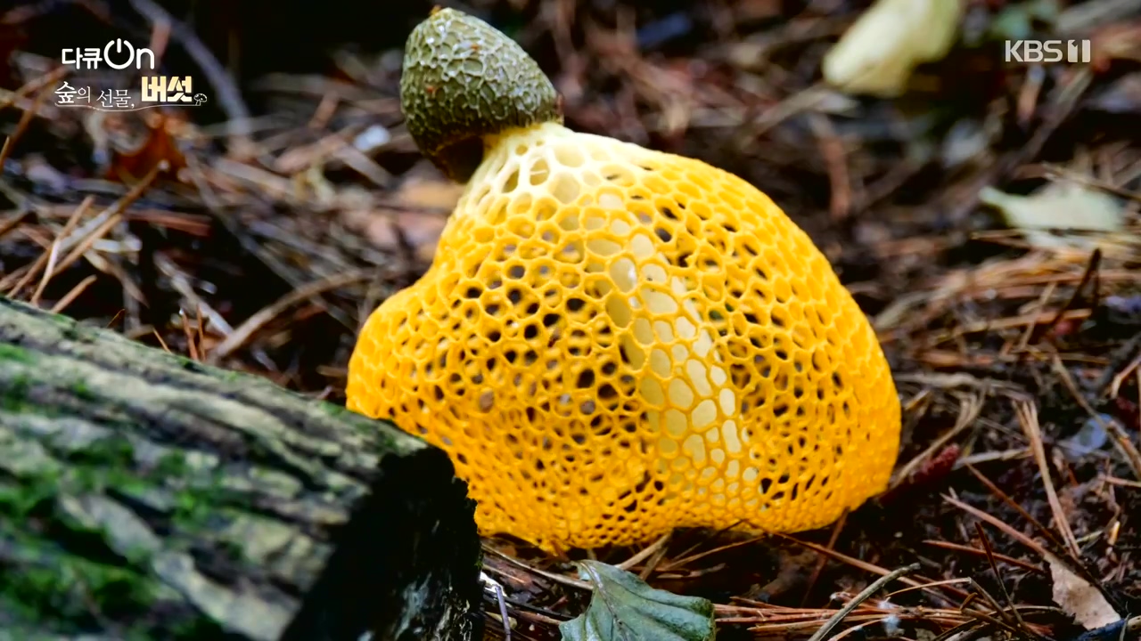 다큐 온.E227.231120p-NEXT.mp4_20231121_201832.886.jpg