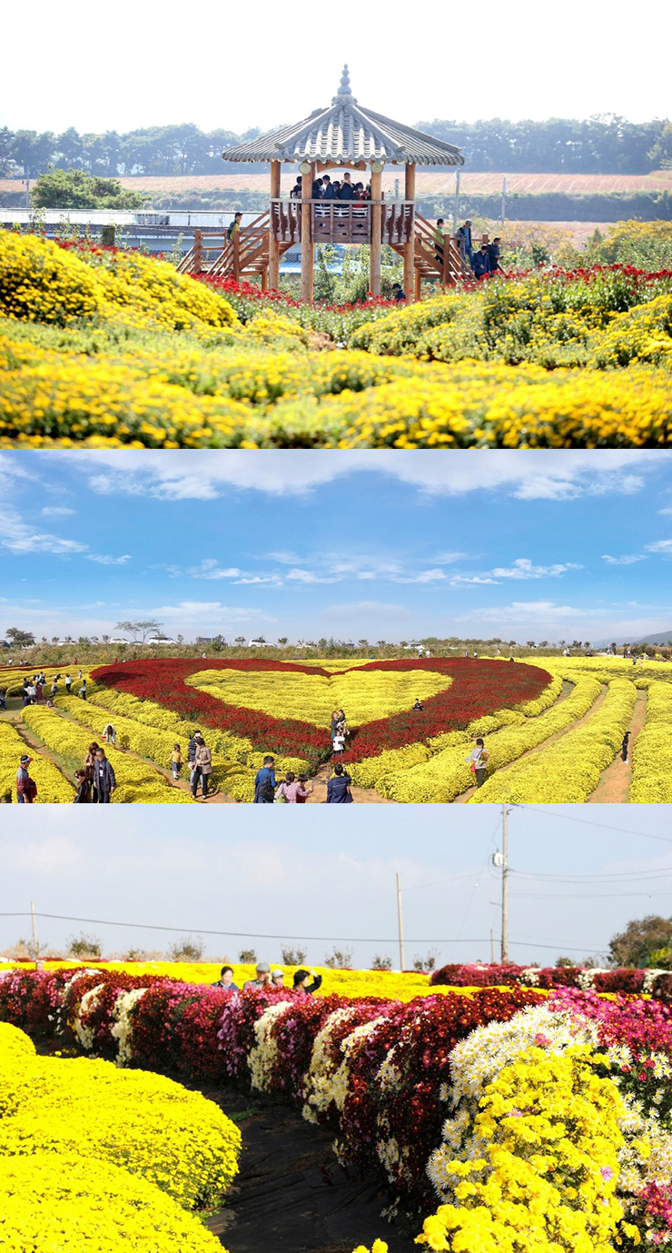 서산국화축제