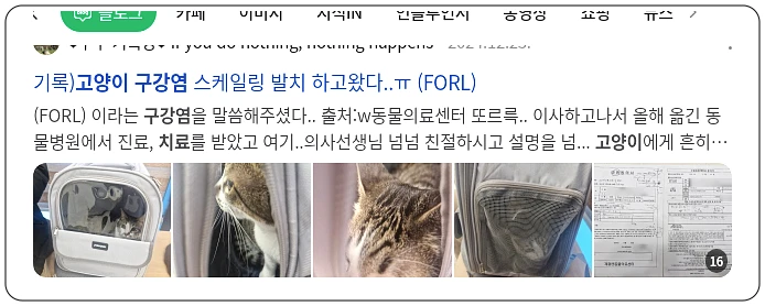 고양이 구강염 치료_1_subsection