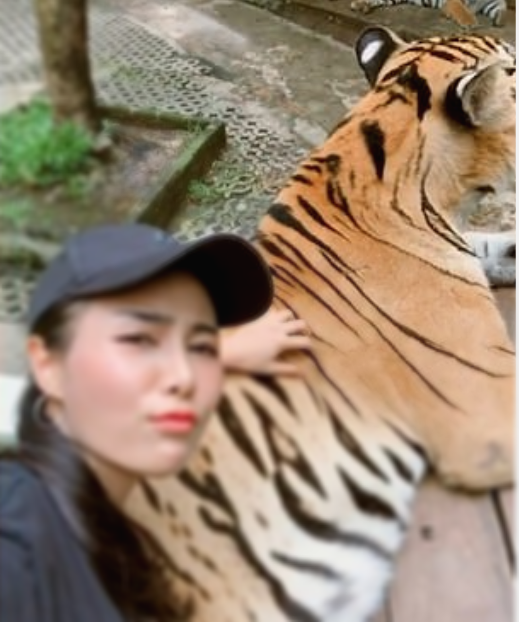  호랑이 형님 고환 잡고 셀카라니