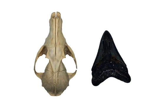 경북 울진에서 ‘메갈로돈’의 이빨로 추정되는 화석(오른쪽)이 발견됐다. 여우 두개골(왼쪽)과의 비교 사진. 국립문화재연구소 제공