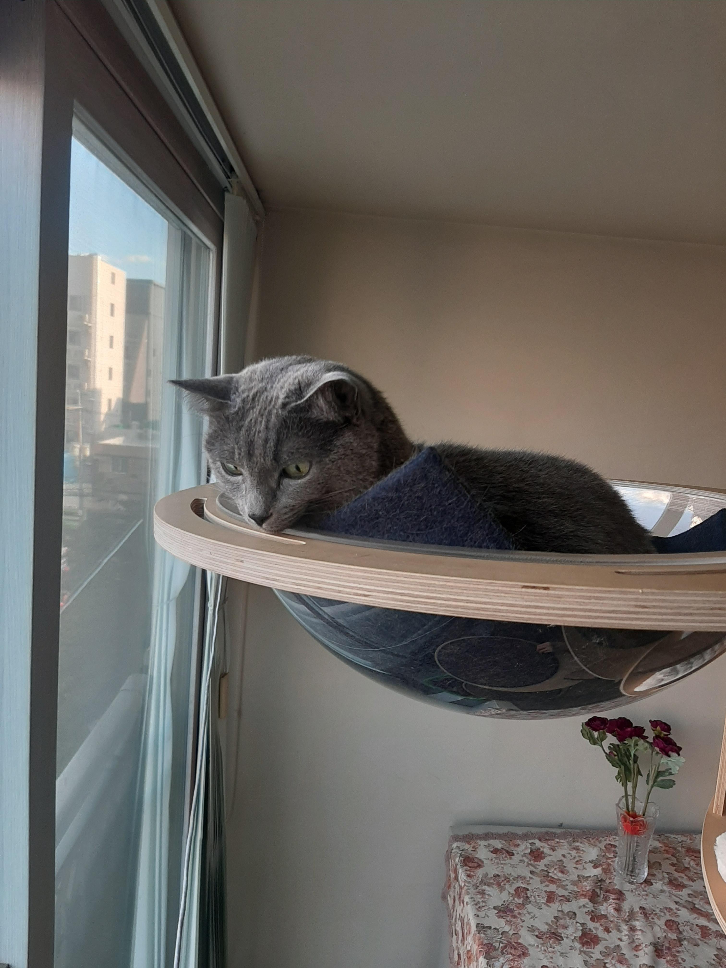나를 당황하게 했던 러시안 블루 냥이... 그 이유를 알아보았습니다. 나를 당황하게 했던 러시안 블루 냥이... 그 이유를 알아보았습니다.