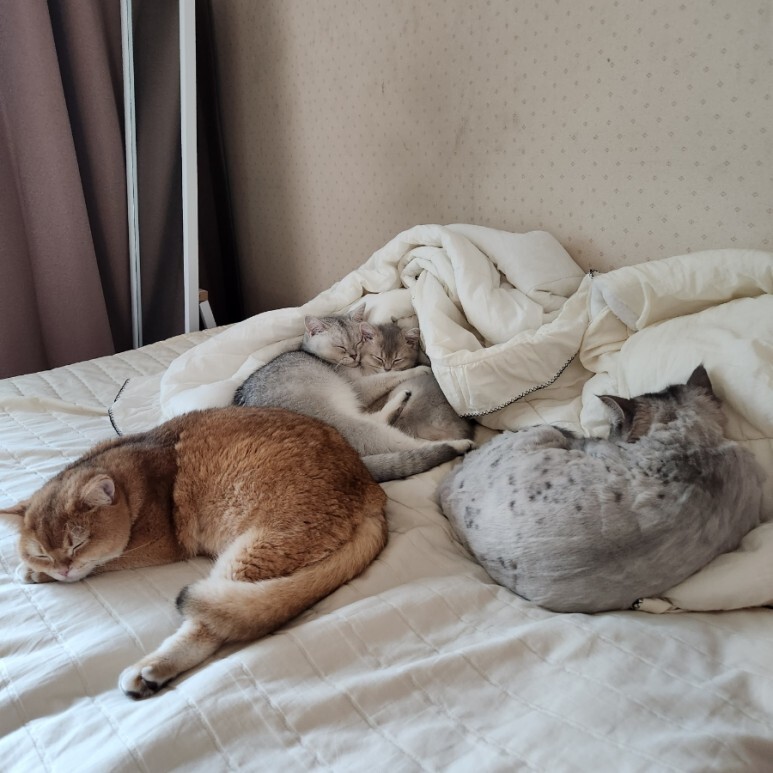 고양이