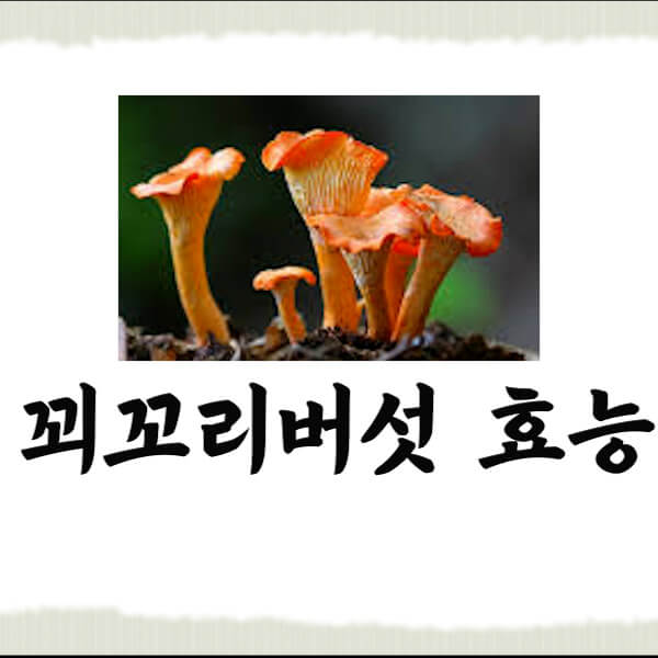 꾀꼬리버섯썸네일