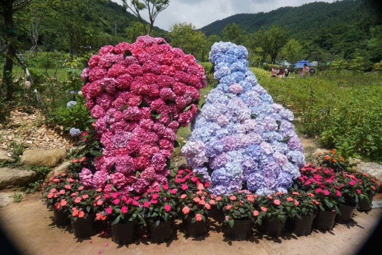 강진 수국길축제