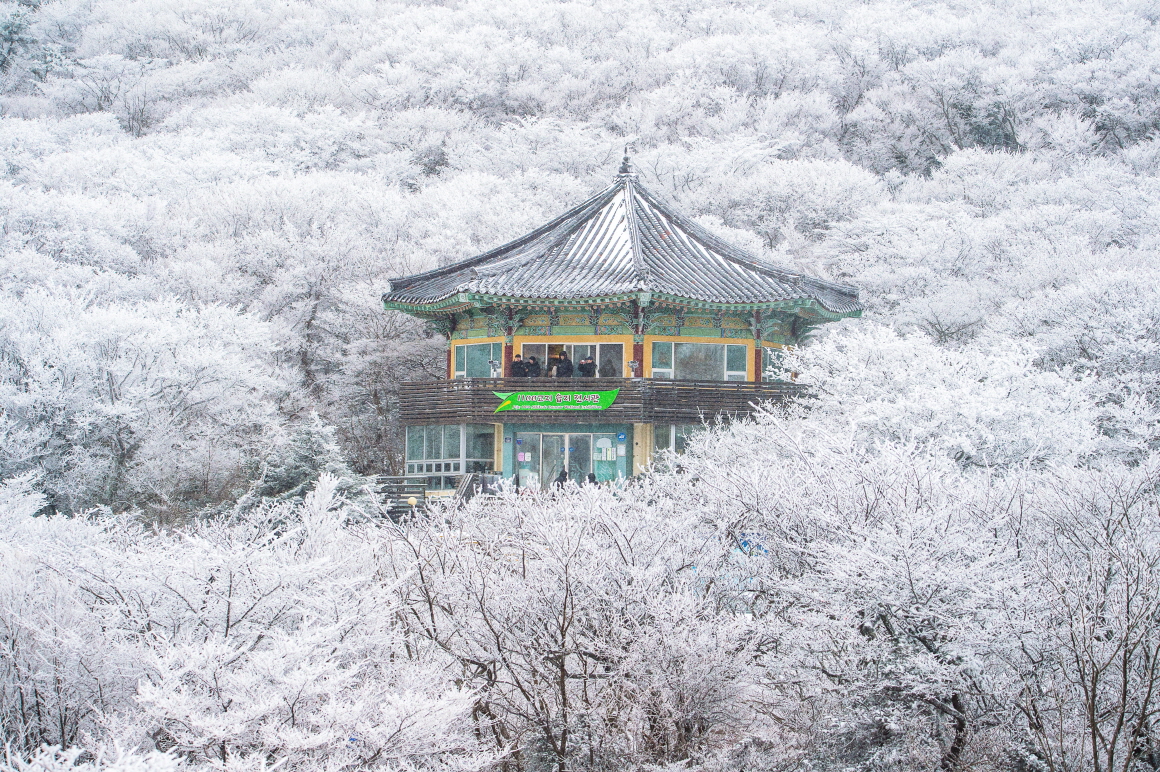 제주 한라산 1100고지
