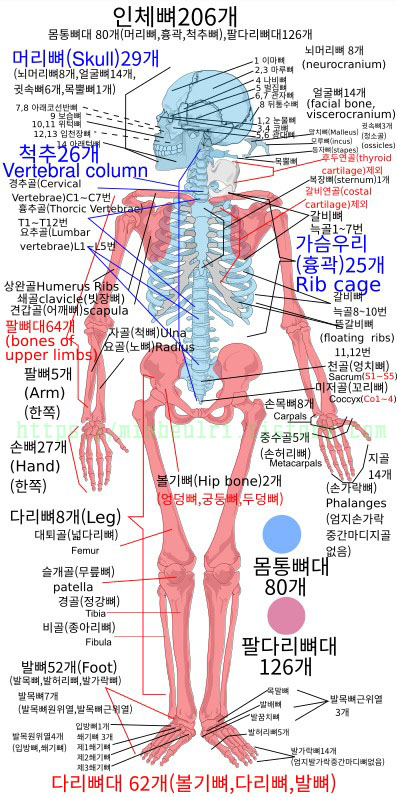 인체 구조