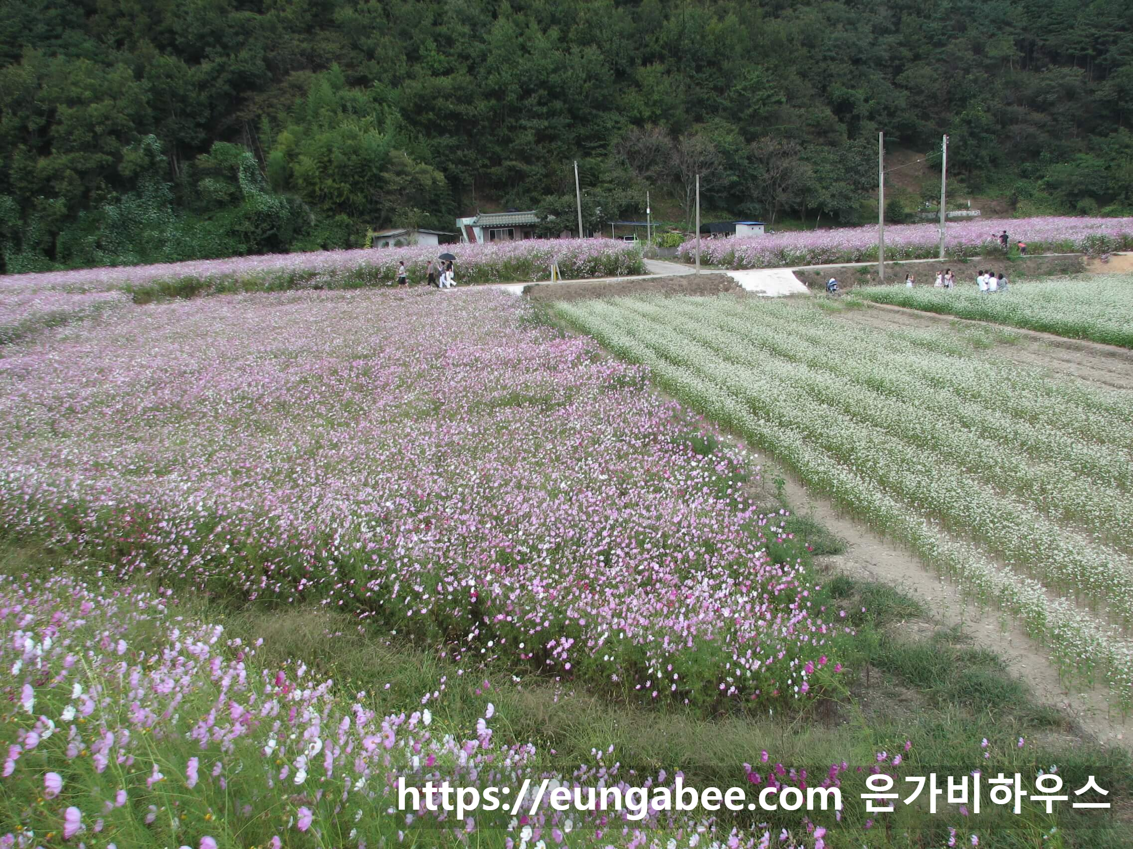 하동 북천 코스모스 축제