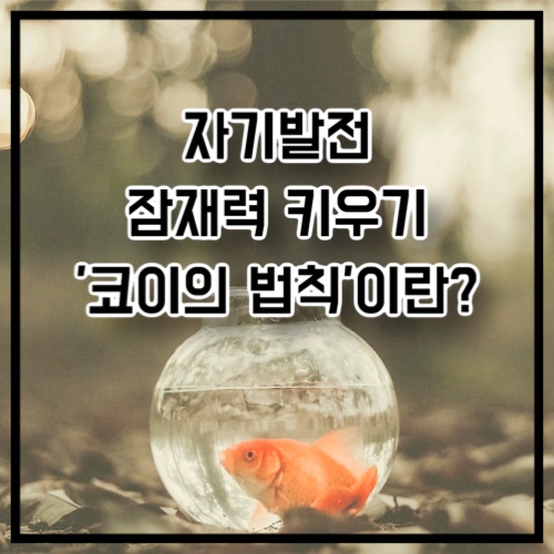 [자기발전] 잠재력 키우기 &quot;코이의 법칙&quot;이란