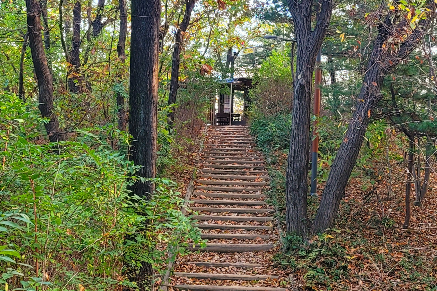 가을이면 숲 어디나 낙엽 밟는 감촉을 즐길 수 있다. 저 계단을 밟고 올라가면 숲속의 도서관이 있다. 독서를 유혹하는 문화시설인데 찾는 사람이 많지 않아 섭섭하다!