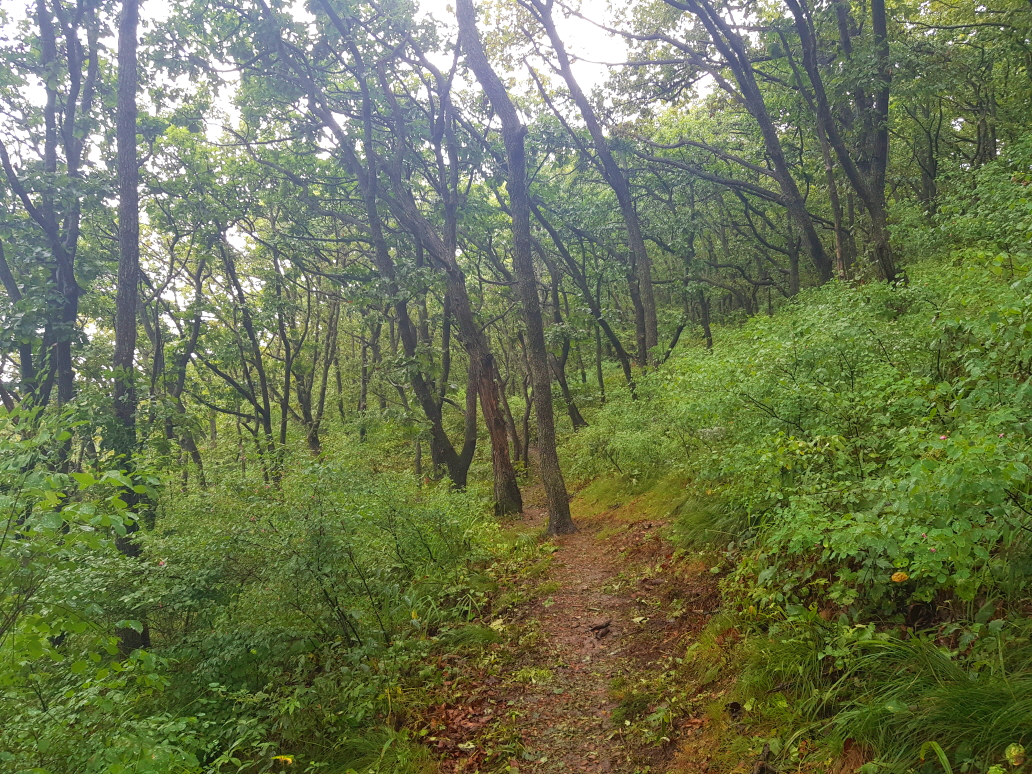 강원 영월 여행 태화산 등산 mountain hiking