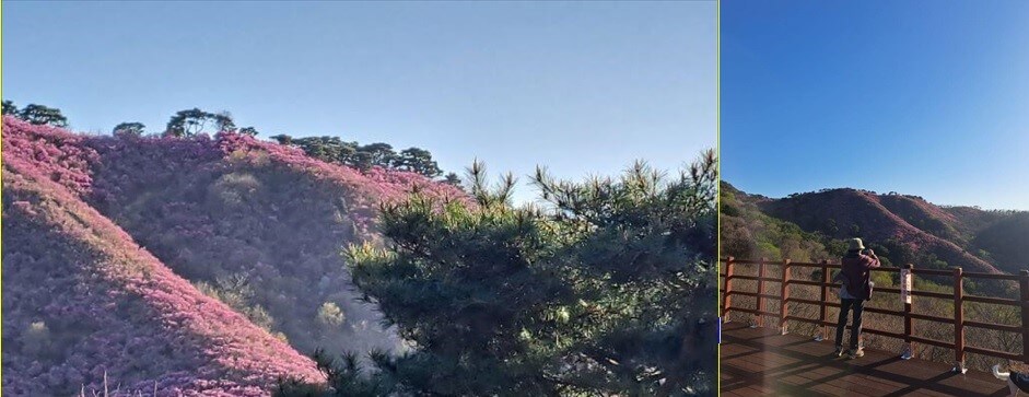 고려산 정상 진달래 군락지 사진