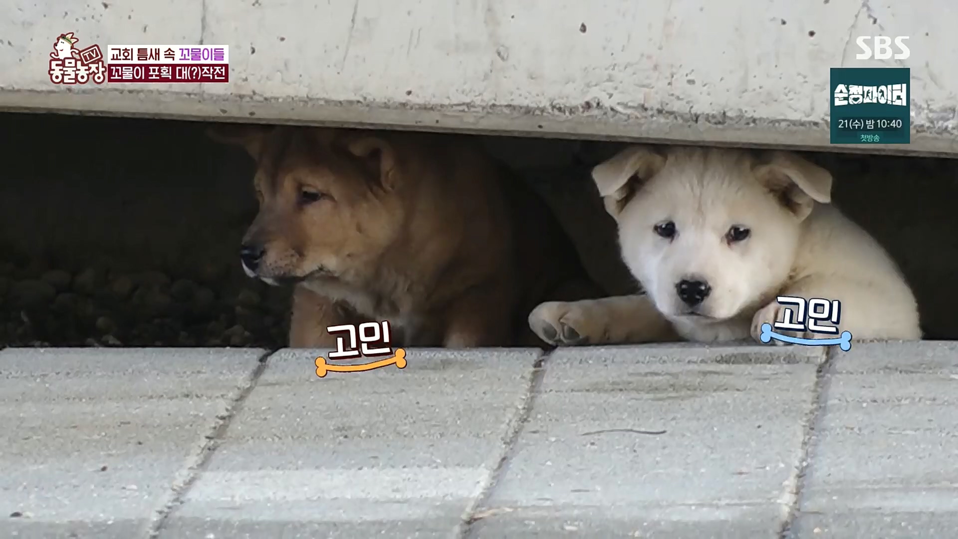 TV 동물농장.E1100.221218p.H264-F1RST.mp4_20221218_183439.223.jpg