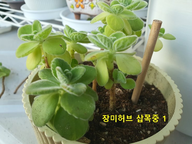 장미허브 삽목중 1