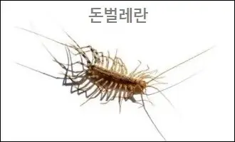 돈벌레란