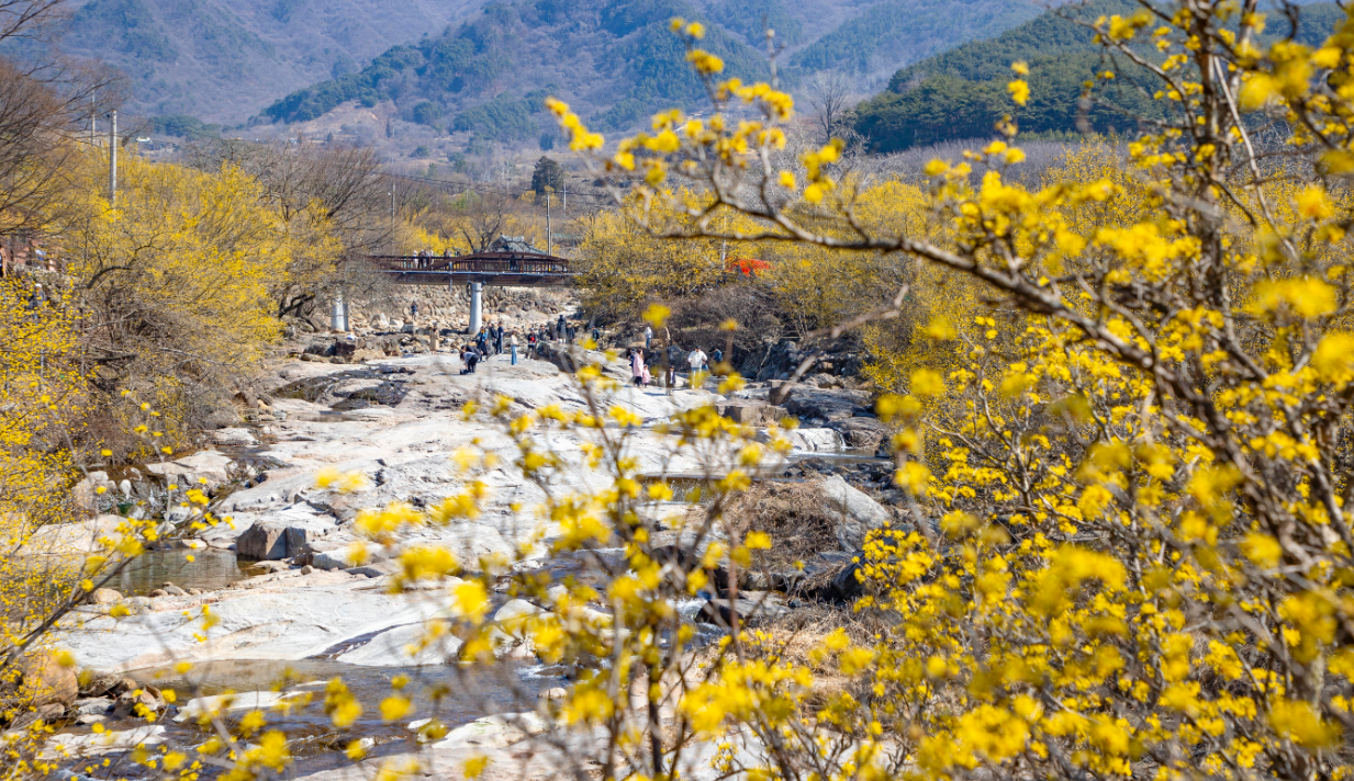 구례산수유꽃축제