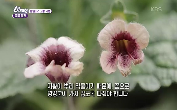 [7612회] 6시 내고향 - KBS7612회] 6시 내고향.ts_20220912_174130.794.jpg