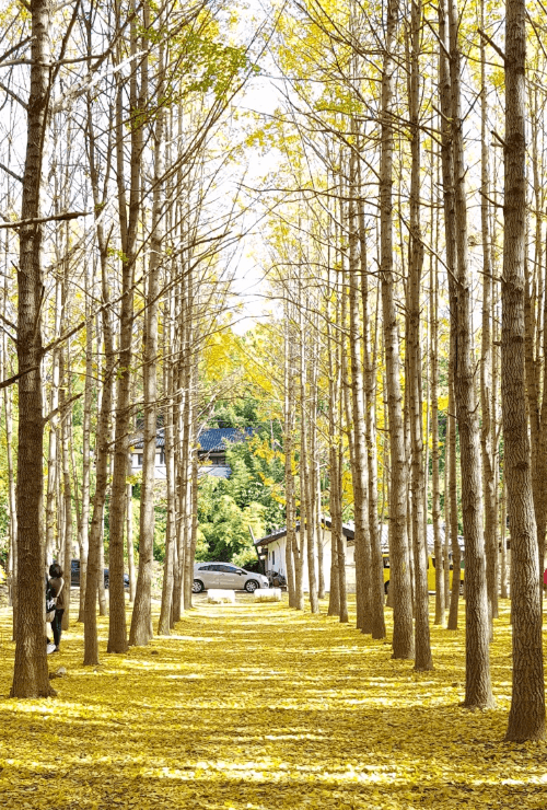 경주 도리마을 은행나무길