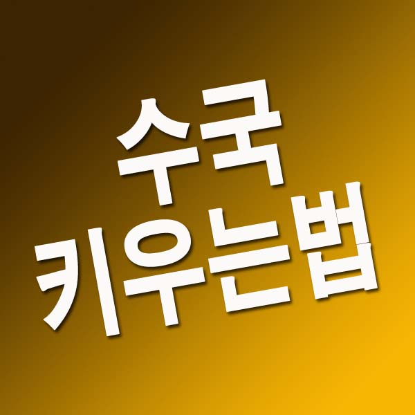  수국 키우는법 총정리