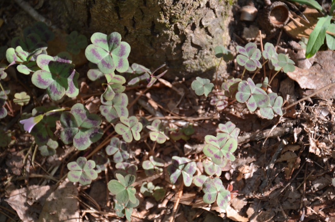 Astragalus