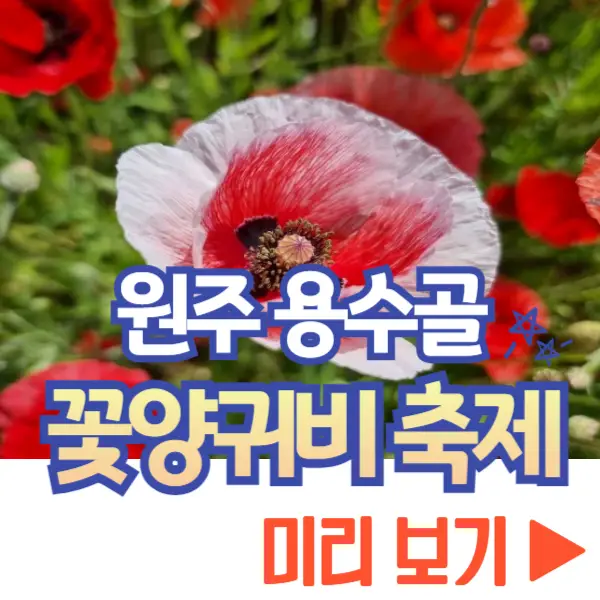 원주 용수골 꽃양귀비 축제