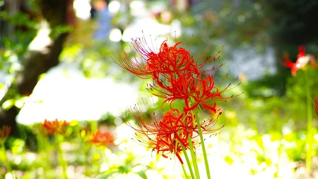 황석산성 함양의 볼거리 황석산 등산 코스 최단 코스 우타무라 황석산성 완벽 체험_6