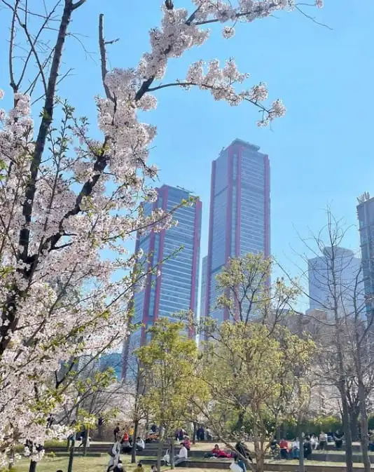 2024 여의도 벚꽃 축제 개막