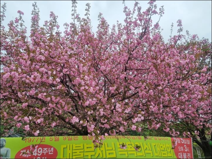 각원사 벚꽃