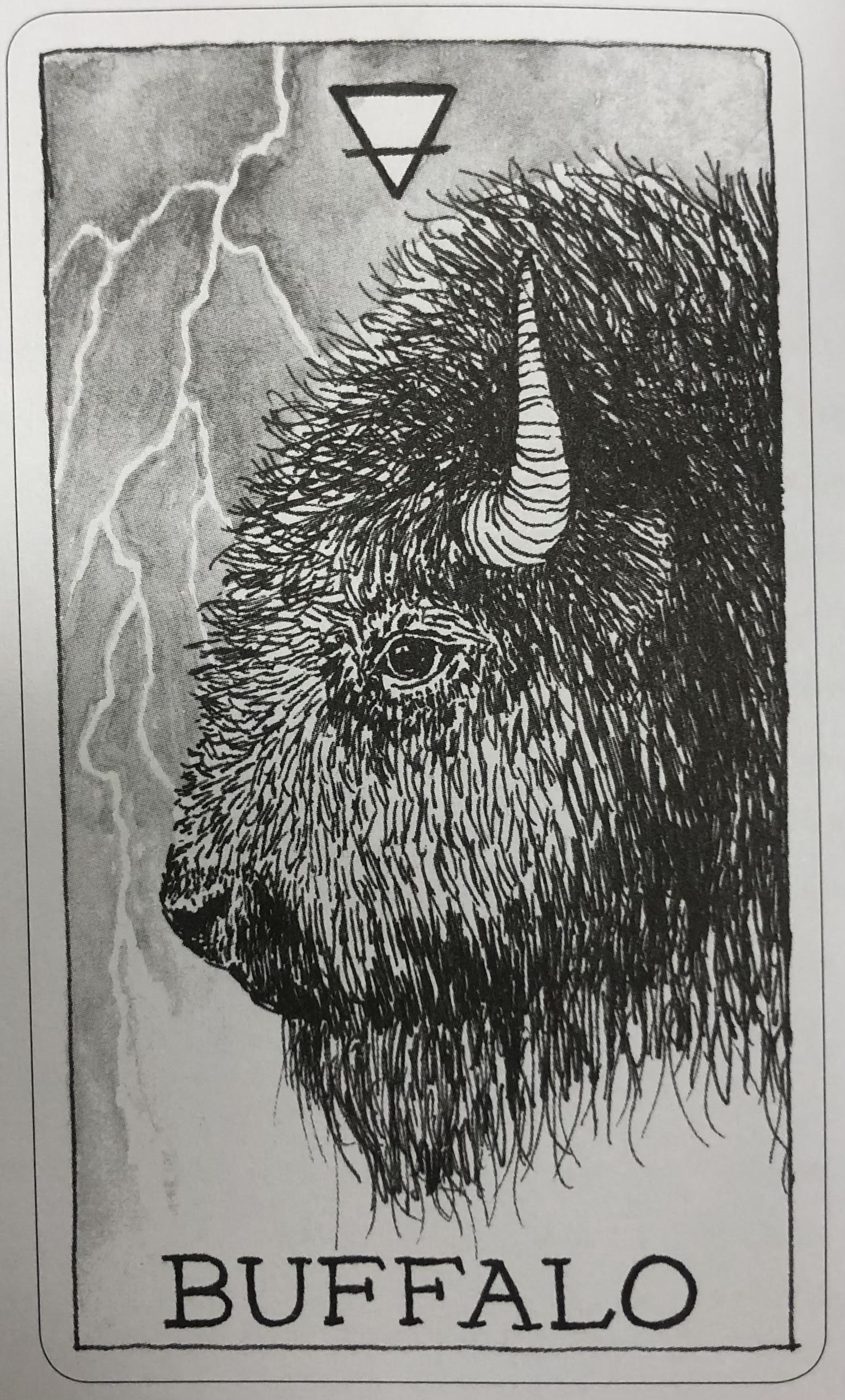  [오라클카드배우기/와일드언노운애니멀스피릿]The Wild Unknown Animal Spirit Buffalo 버팔로 해석 및 의미