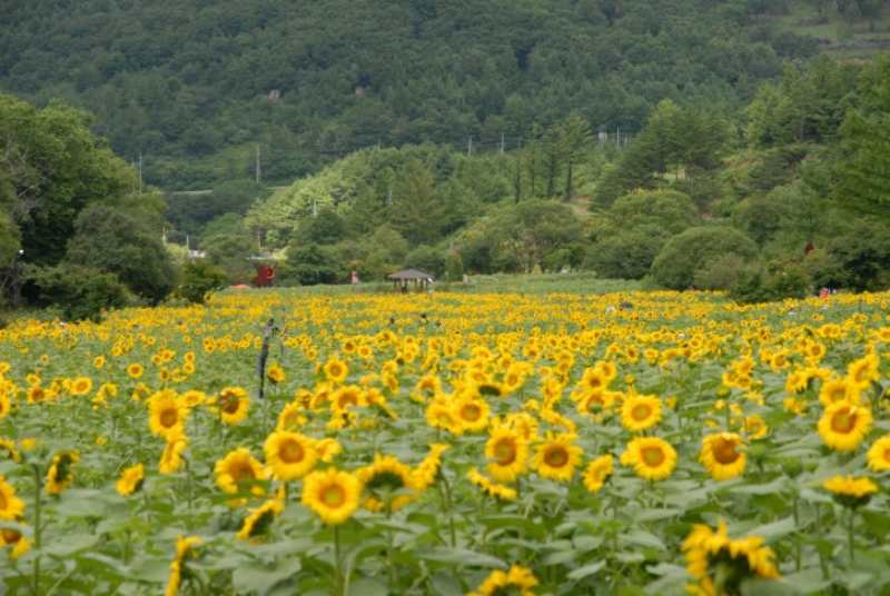 태백 해바라기축제 기본정보