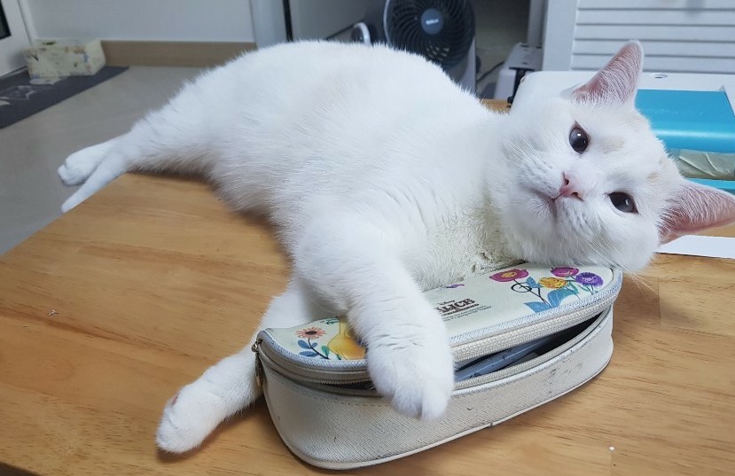  고양이 링웜 (피부사상균 감염) 증상 및 치료 방법