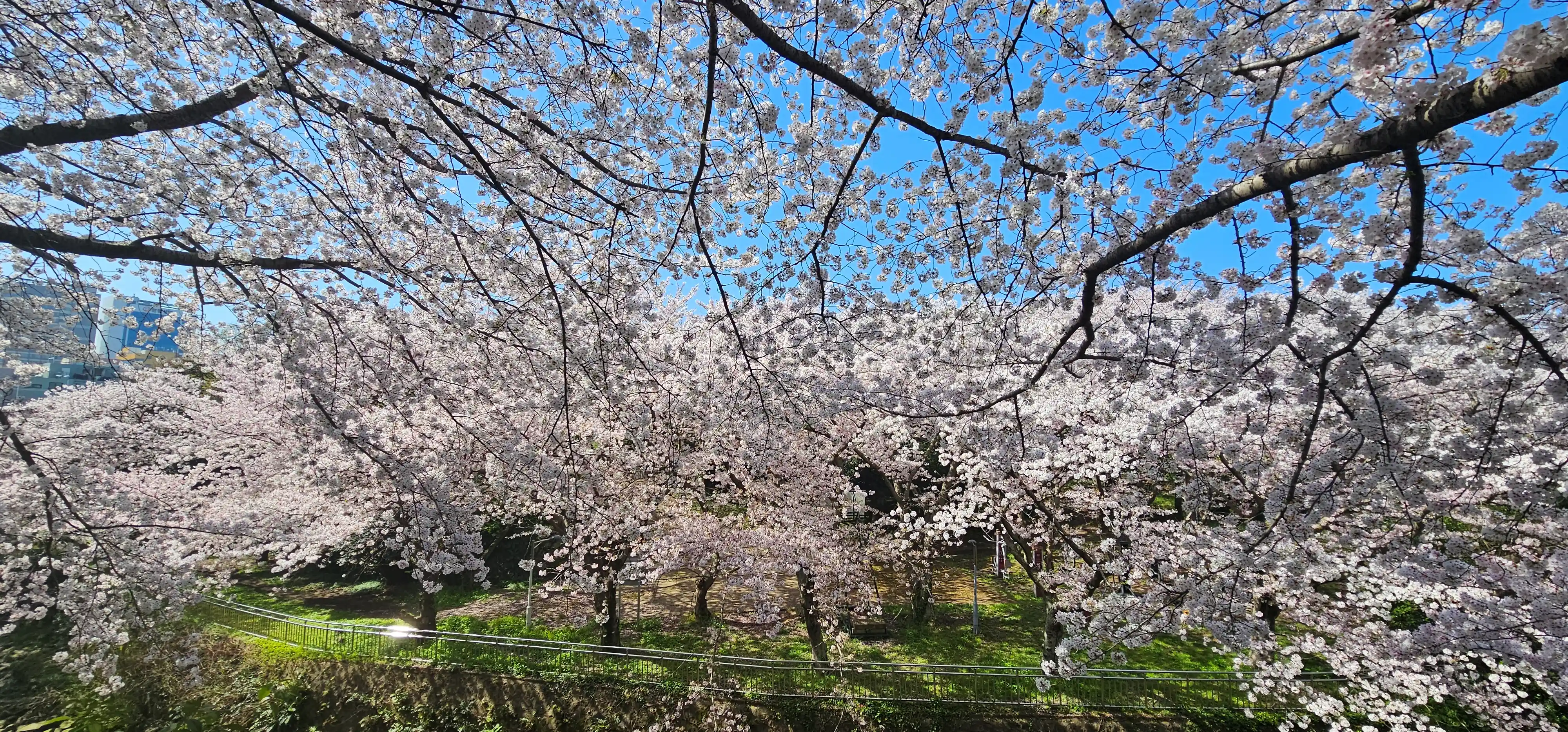 만개한 신상공원의 벚꽃 모습