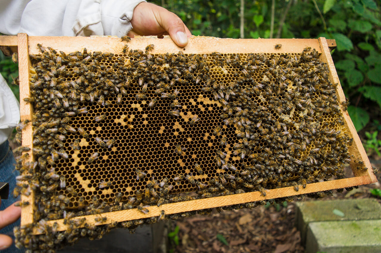 벌집안에-모여있는-꿀벌들