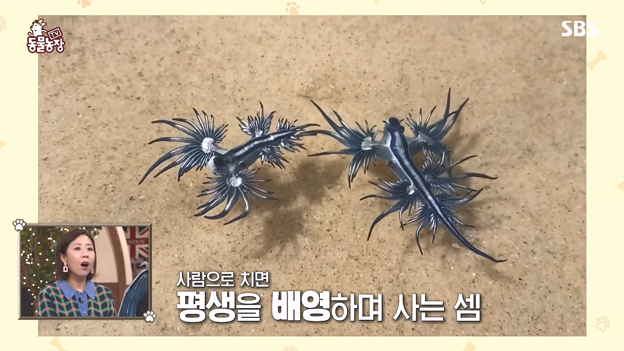 TV 동물농장.E1153.240108p-NEXT.mp4_20240107_170619.974.jpg