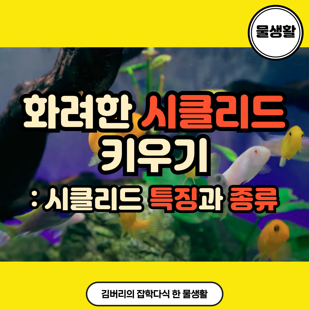 시클리드 키우기