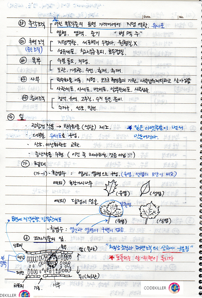 [수목생리학] 잎 (피자식물의 잎, 나자식물의 잎)