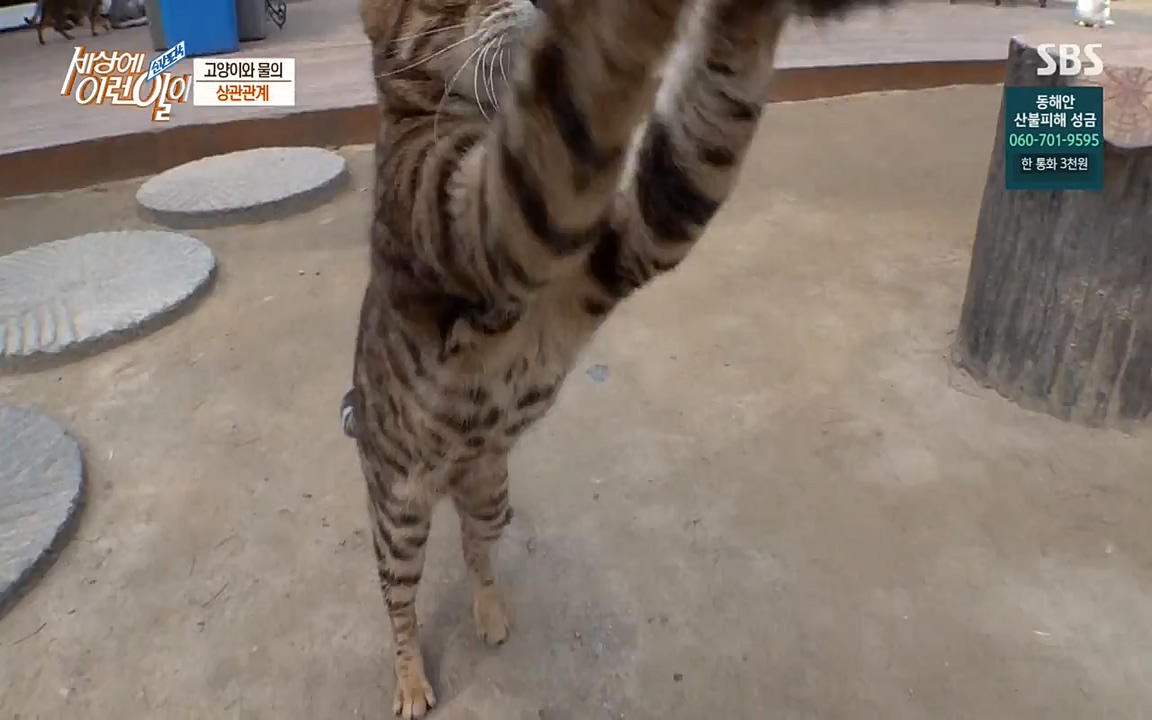 순간포착 세상에 이런일이.E1171.220316p-NEXT.mp4_20220316_184921.792.jpg