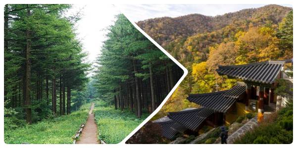 강원도 평창 가볼 만한 곳 대관령숲길 오대산