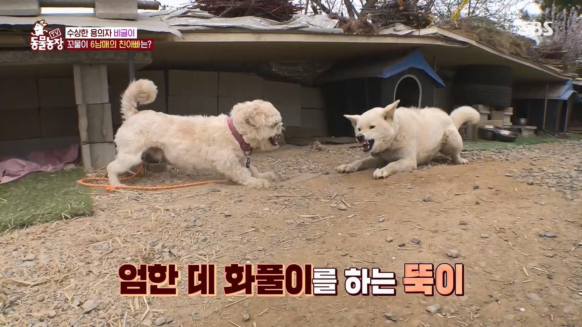 TV 동물농장.E1119.230507p.H264-F1RST.mp4_20230507_135858.304.jpg