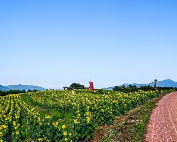 강주 해바라기 축제_23