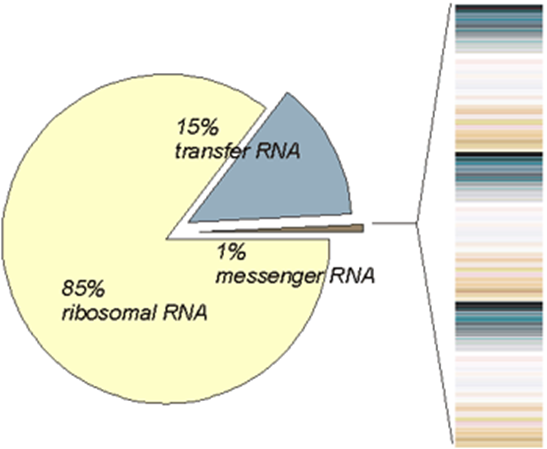  RNA purification (RNA 정제) 어렵지 않아요~! 실험 진행 시 주의 사항 핵심 정리 요약입니다.