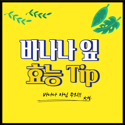 바나나잎 효능 tip