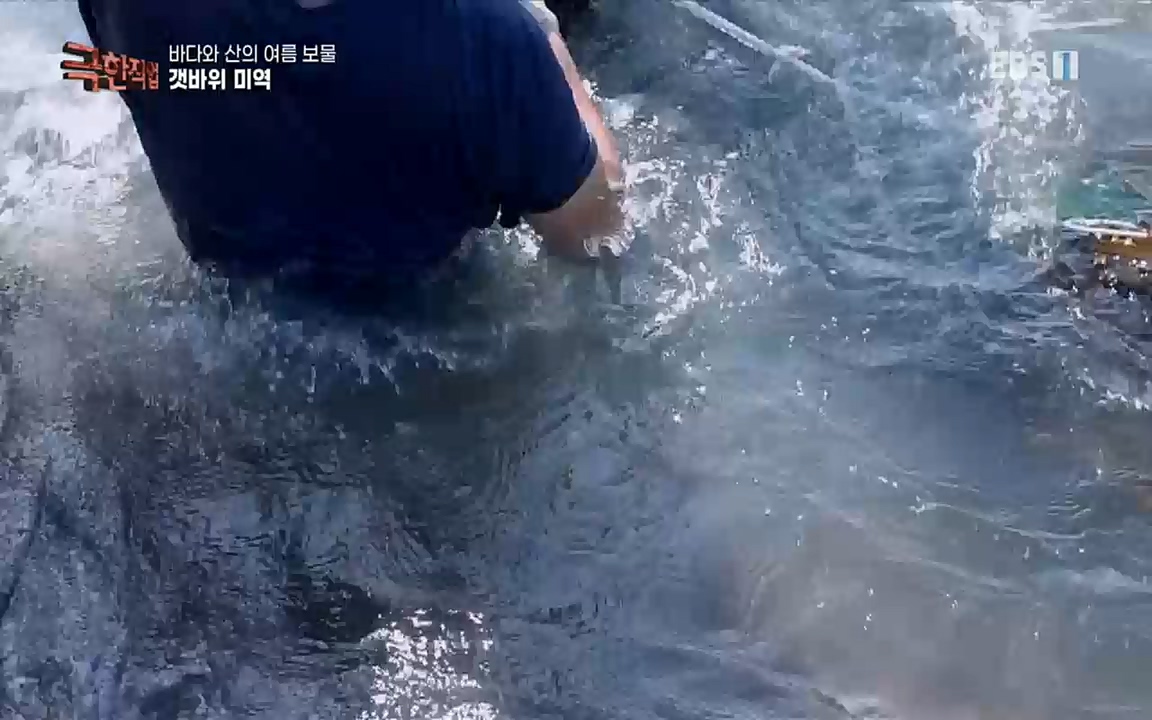TV - 교육의 중심 EBS바다와 산의 여름 보물, 갯바위 미역 & 꽃송이버섯.mp4_20220828_145312.122.jpg
