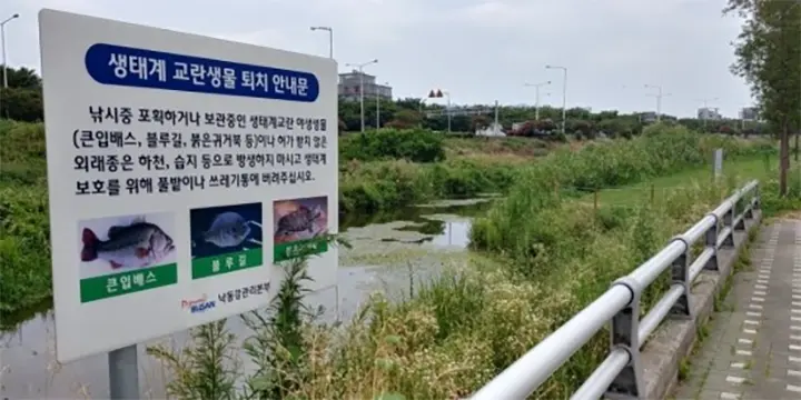 낙동강 샛강에서 낚시 고기 나오나요