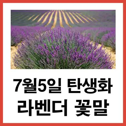 7월-5일-탄생화-라벤더-꽃말